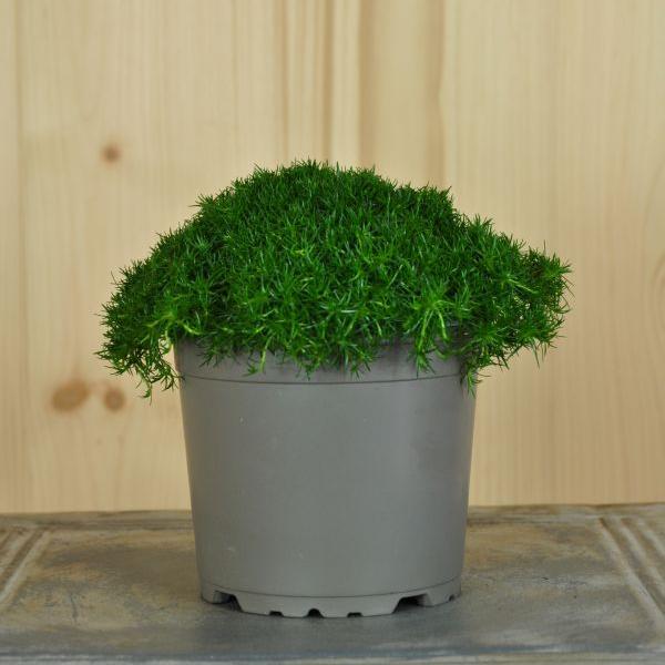 Image du produit Säntispracht Lot de 4, mousse étoilée, le tapis vert -Sagina subulata mousse irlandaise vert foncé (10 cm)