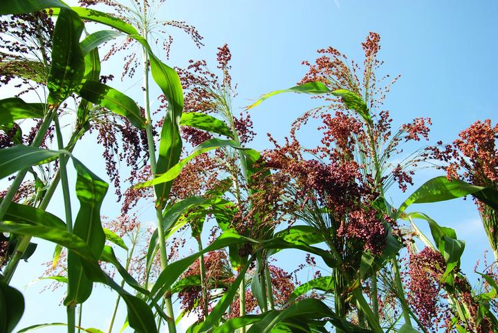 Immagine prodotto Zollinger Bio Sorgo (Semi di piante)