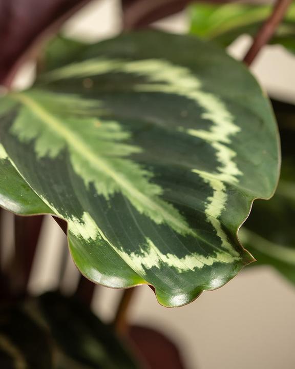 Produktbild feey Grosse Calathea Roseopicta (65 cm, Frisch umgetopft, Tierfreundlich)