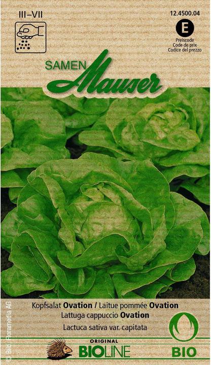 Produktbild Samen Mauser Knospe Bio Kopfsalat Ovation (Gemüsesamen)