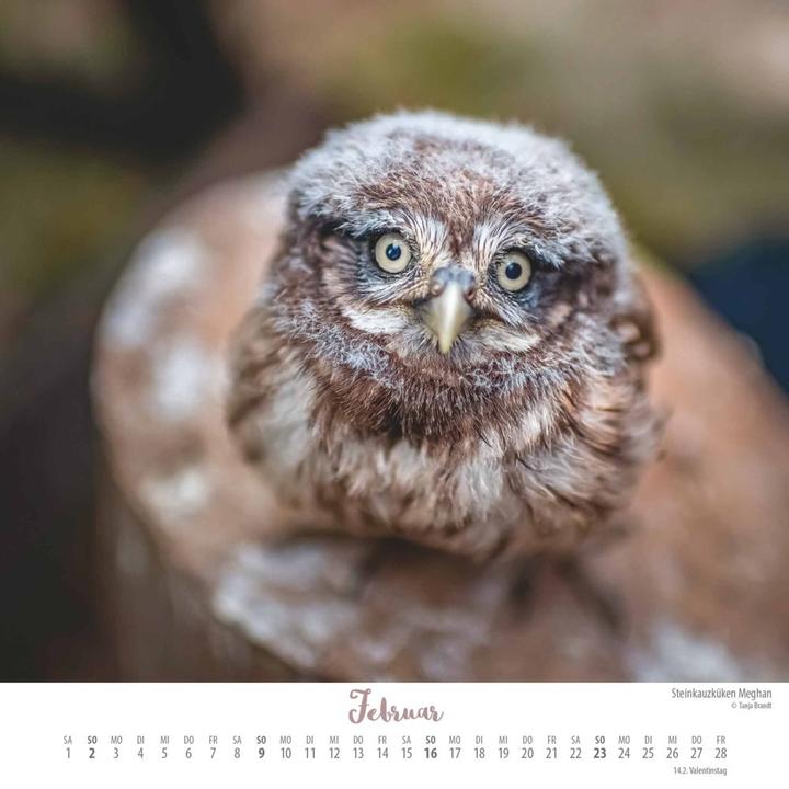 Produktbild Wo die Liebe hinfliegt 2025 – Ingo, Poldi und Freunde – Wandkalender mit Spiralbindung – (23 x 23 cm, Harter Einband, Deutsch)