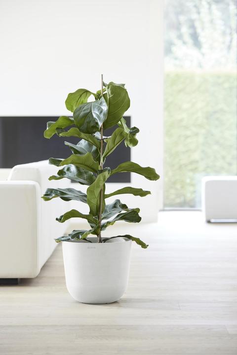 Actual product image Ecopots Oslo (25.25 cm)