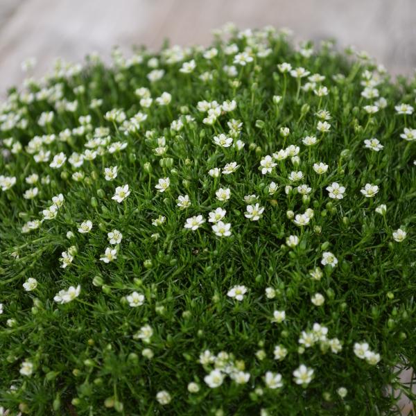 Immagine prodotto Säntispracht Set di 8 muschi stellari, il tappeto verde -Sagina subulata muschio irlandese verde scuro (10 cm)