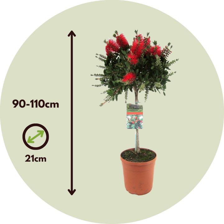 Immagine prodotto Plant in a Box Callistemon citrinus 'Splendens' - set di 2 pulitori per lampade (90 cm)