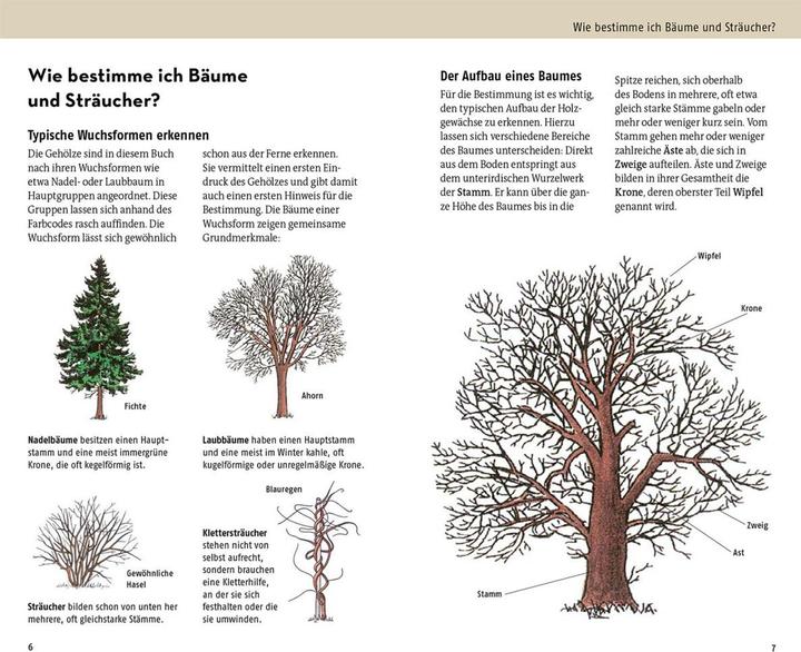 Produktbild Kosmos Welcher Baum ist das? (Deutsch, Margot Spohn, Roland Spohn, 2024)