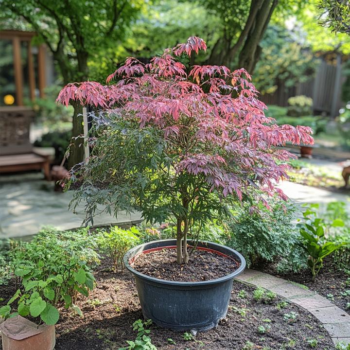 Produktbild Plant in a Box Acer palmatum 'Inaba-shidare' - 2er Set Japanischer Ahorn (30 cm)