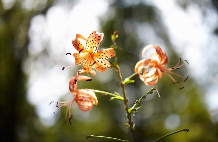 Image du produit Samyang 85mm f/1.4 AS IF UMC, Fujifilm XF (Fujifilm Fujinon XF, APS-C / DX)