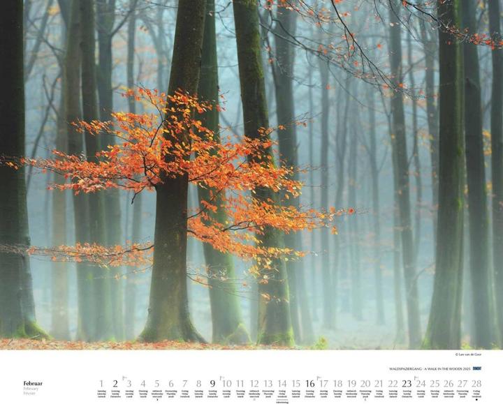 Produktbild Waldspaziergang 2025 – Fotokunst-Kalender – Querformat 60 x 50 cm – Spiralbindung (Harter Einband, Deutsch)
