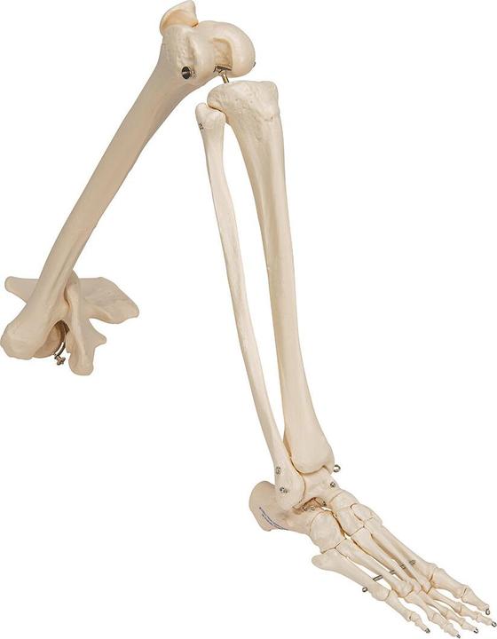 Produktbild 3B Scientific Beinskelett Modell mit Hüftknochen