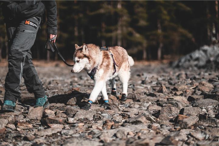 Produktbild Non-Stop Dogwear Pector Booties 4 Stk (L, Hundeschuhe)