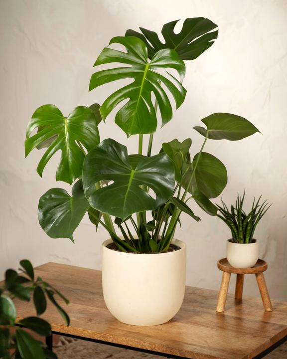Image du produit feey Grand Monstera (65 cm, Fraîchement rempotés)