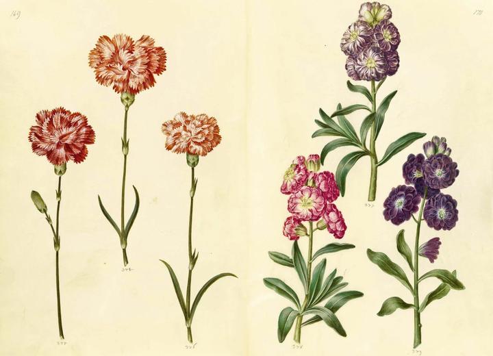 Produktbild Das Grüne Florilegium – The Green Florilegium (dt./engl.) (Deutsch, Hanne Kolind Poulsen, 2019)