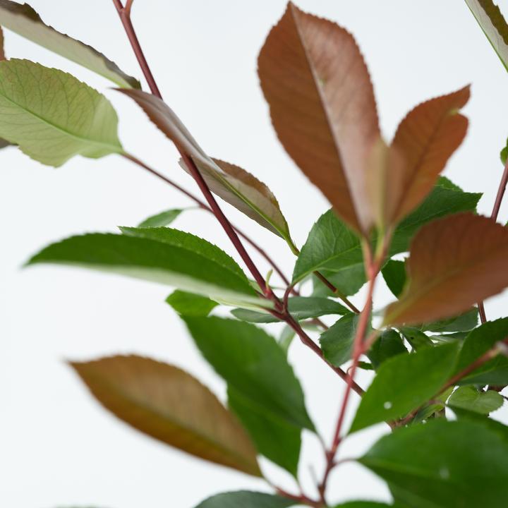 Actual product image Plant in a Box Photinia fraseri Red Robin - set of 2 loquat plants (30 cm)