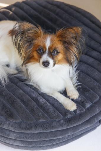 Actual product image Designed by Lotte Reza reclining cushion (Dog)