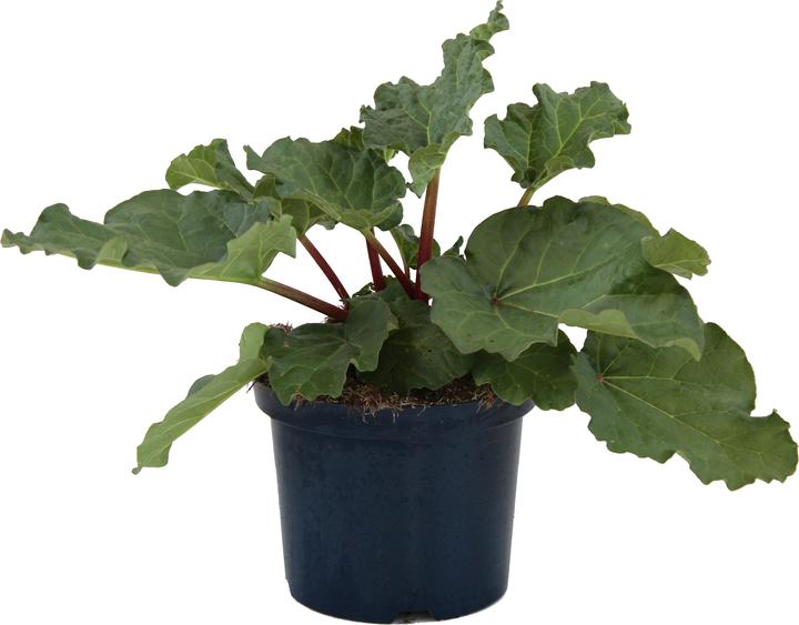 Immagine prodotto Zulauf Rheum 'Elmsfeuer' / Rhabarber 'Elmsfeuer' (30 cm)