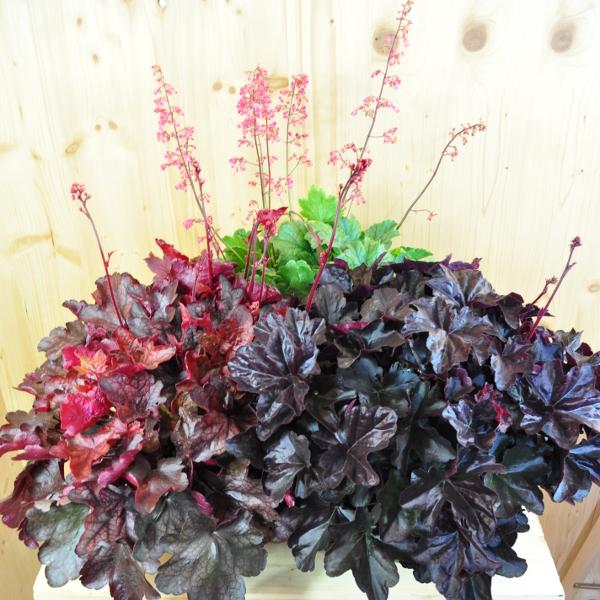 Produktbild Säntispracht Ein herbstblühendes Purpurglöckchen - Heuchera 'Mix' (40 cm)