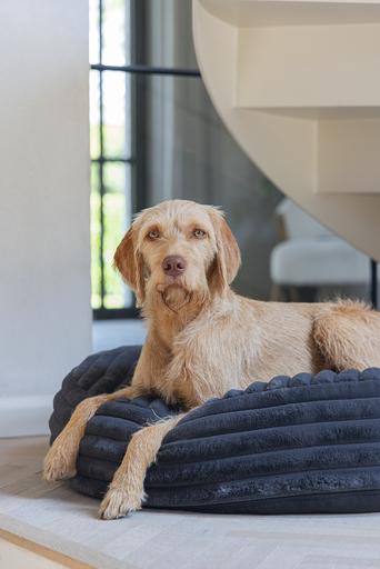 Produktbild Designed by Lotte Liegekissen Reza (Hund)