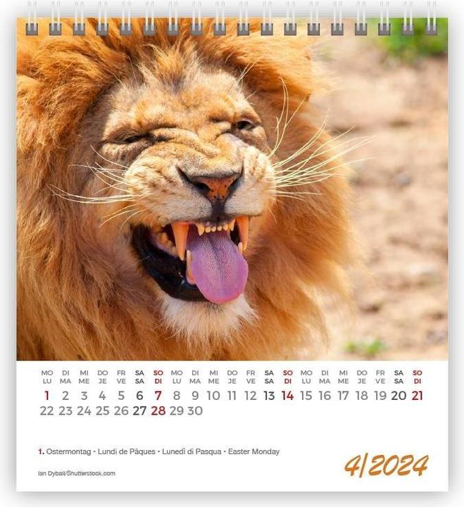 Produktbild Kalender Lustige Tiere Mini 2024 (11 x 10 cm)