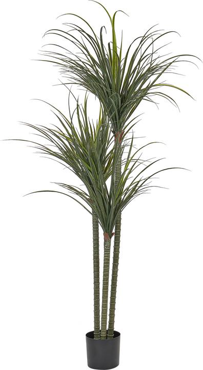 Beliani Dracaena Anita (198 cm)