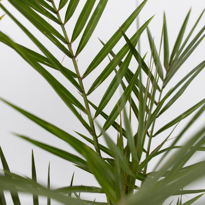 Immagine prodotto Plant in a Box Phoenix canariensis, Chamaerops Humilis, Washingtonia Robusta (50 cm)