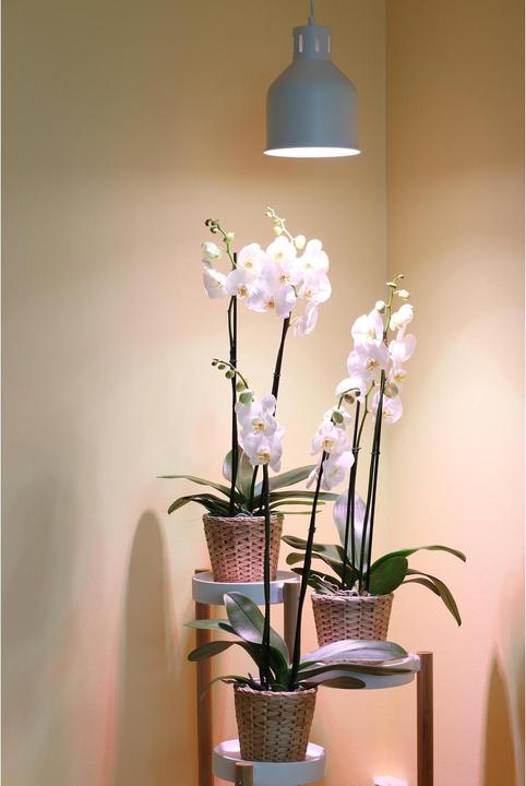 Produktbild Neogard Saga (LED, 230 V)