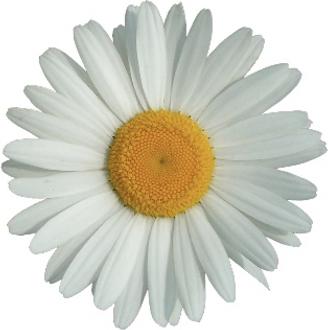 Immagine prodotto Mettler1929 Crema Luminosa 24h Crema (50 ml, Crema 24h)