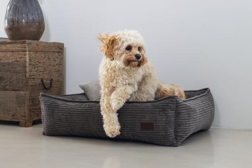 Productafbeelding Designed by Lotte Geribbeld (Hond)