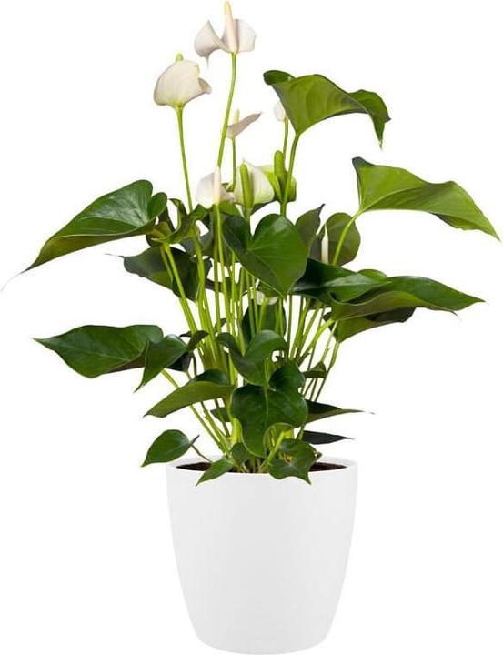 Immagine prodotto Elho Bruxelles (29.50 cm)