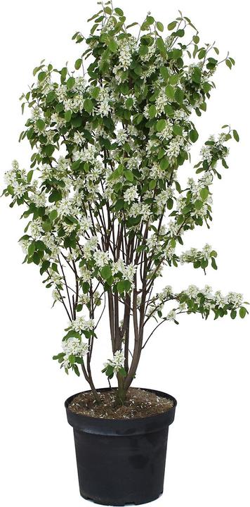 Actual product image Zulauf Gewöhnliche Felsenbirne / Amelanchier ovalis (100 cm)