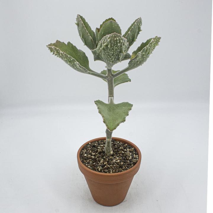 Immagine prodotto Kakteen Gautschi Kalanchoe beharensis klein (50 cm)