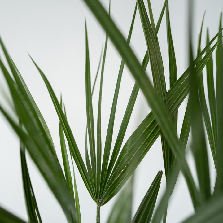 Image du produit Plant in a Box Chamaerops Humilis - Zwergpalme (50 cm)