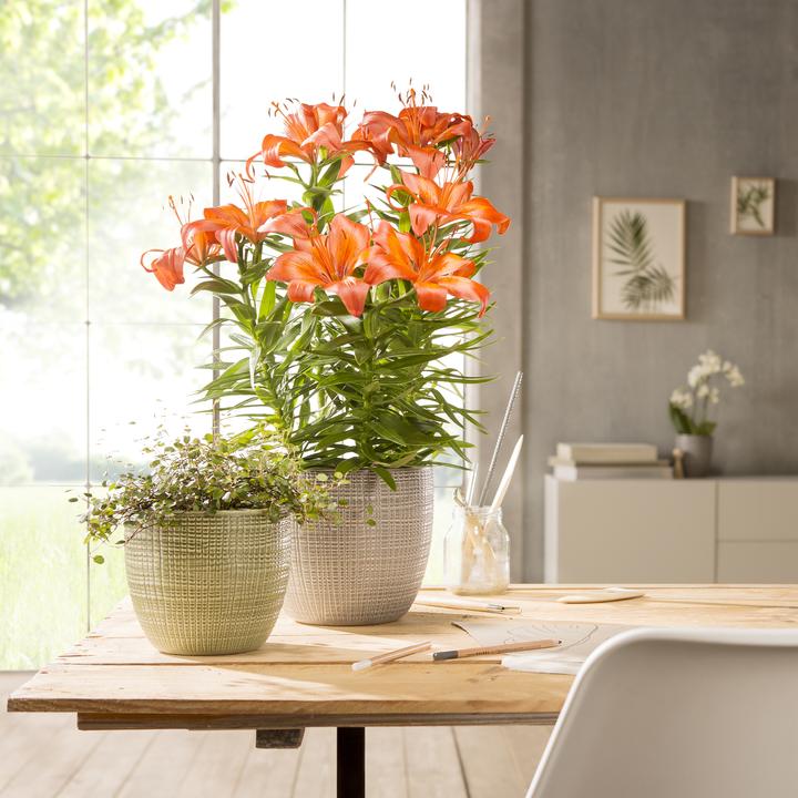 Actual product image Scheurich Flowerpot 866 (18.80 cm)