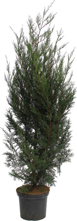 Immagine prodotto Zulauf Leylands Zypresse / Cupressocyp. leylandii '2001' (150 cm)