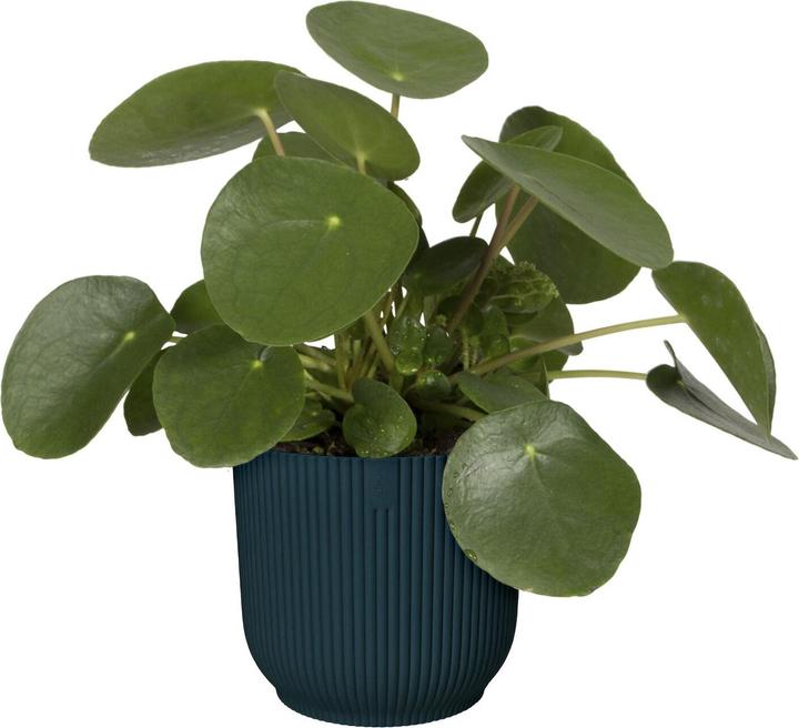 Produktbild Elho Vibes (29.50 cm)