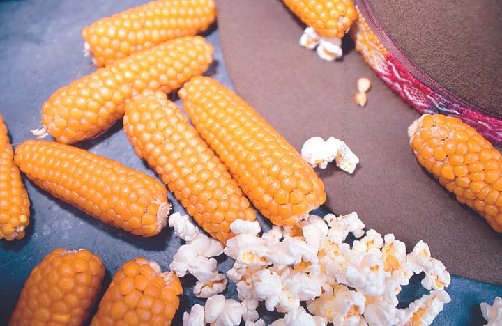 Produktbild Zollinger Bio Popcorn-Mais, Popi-Hopi (Keimlinge)