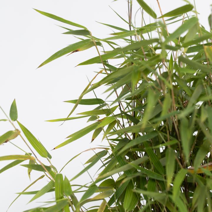 Actual product image Plant in a Box Fargesia nitida 'Red Dragon' - Set of 2 Red Dragon Bamboo (60 cm)