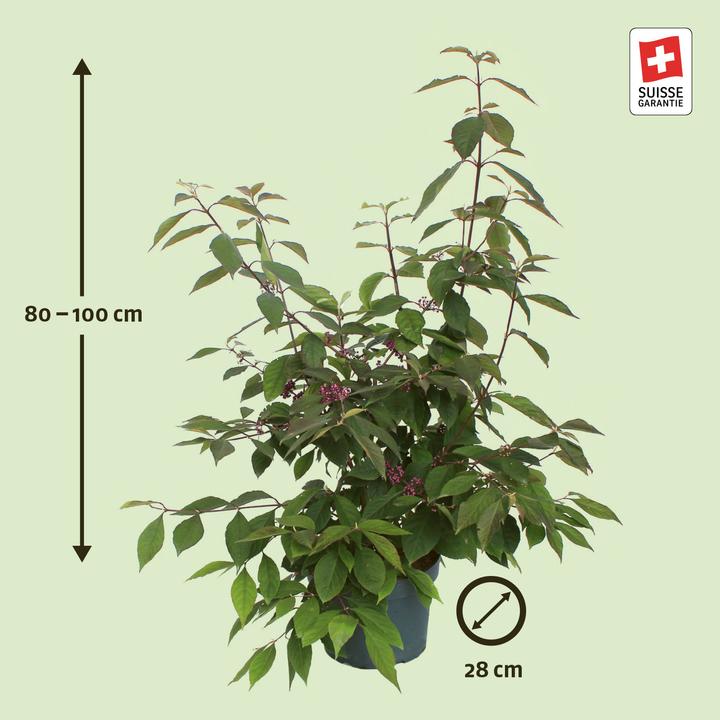 Actual product image Zulauf Beautyberry (100 cm)