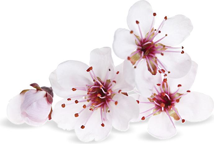 Actual product image Air Wick Pure