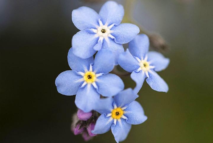 Produktbild Zollinger Bio Vergissmeinnicht (Myosotis), Himmelblau (mehrjährig) (Blumensamen)