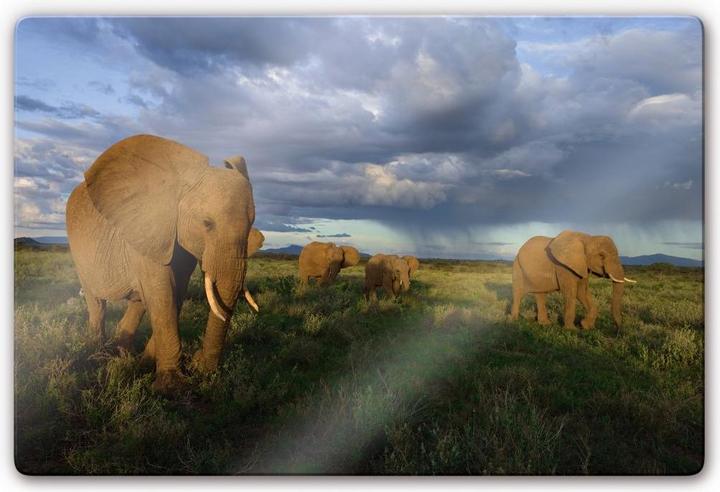 Immagine prodotto National Geographic NG Branco di elefanti (60 x 40 cm)