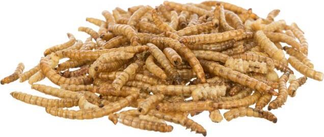 Image du produit Trixie Vers de farine (0.23 kg, 1 x)