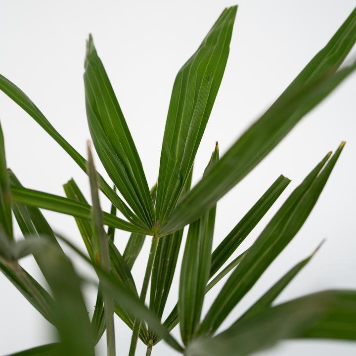 Actual product image Plant in a Box Trachycarpus Fortunei - (35 cm)