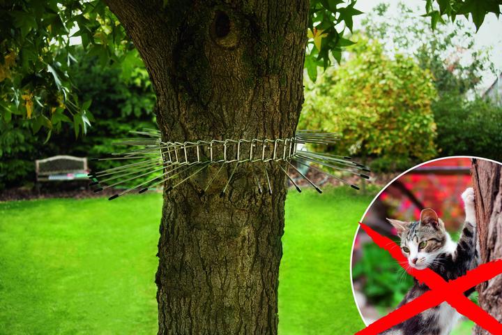 Immagine prodotto Gardigo Cintura repellente per gatti