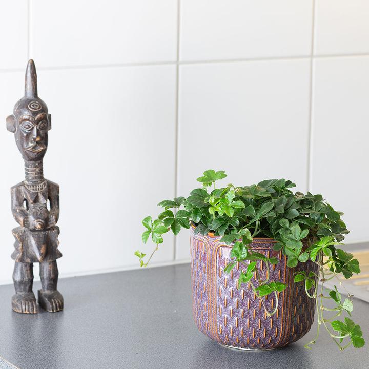 Actual product image VEG and the City Vernon (Maidenhair Vine - Parthenocissus striata)