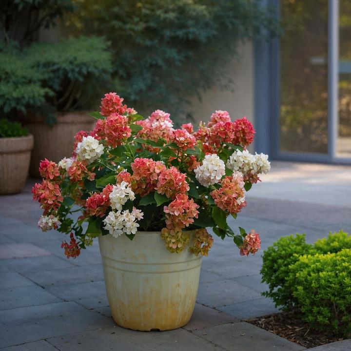 Image du produit Plant in a Box Hydrangea paniculata "Wim's Red" - Hortensia (25 cm)