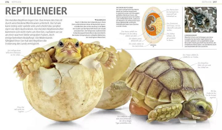 Produktbild Mega-Wissen. Natur (Deutsch, DK Verlag - Kids, 2018)