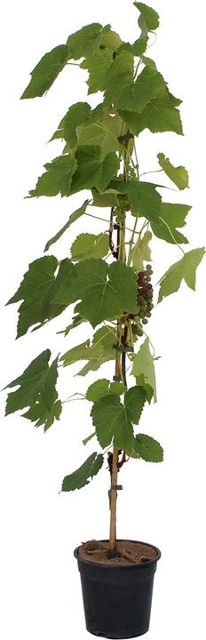 Produktbild Zulauf Hybridrebe / Vitis Venus (80 cm)