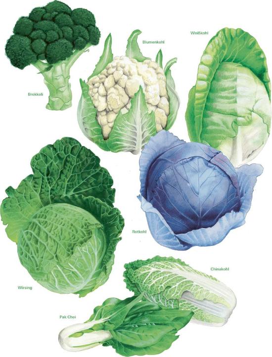 Immagine prodotto Das grosse Gemüse- und Obstgartenbuch (Tedesco, Gioacchino Mayer, 2025)