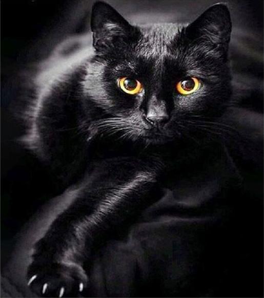 Produktbild Pracht Diamond Painting 6037-40801 Schwarze Katze 25 x 35 cm