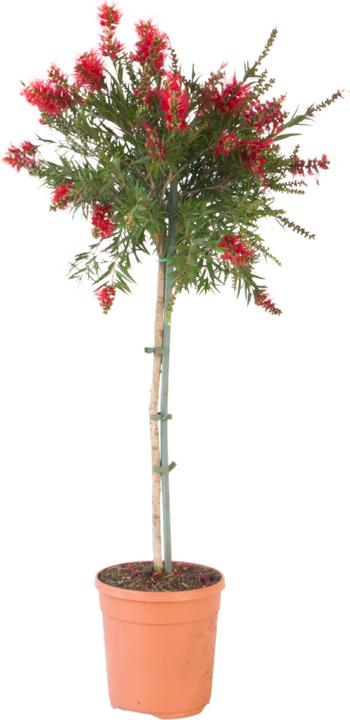Immagine prodotto Plant in a Box Callistemon citrinus 'Splendens' - Pulitore per lampade (90 cm)